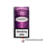 Harvest Blueberry Crush Little (Yaban Mersinli)